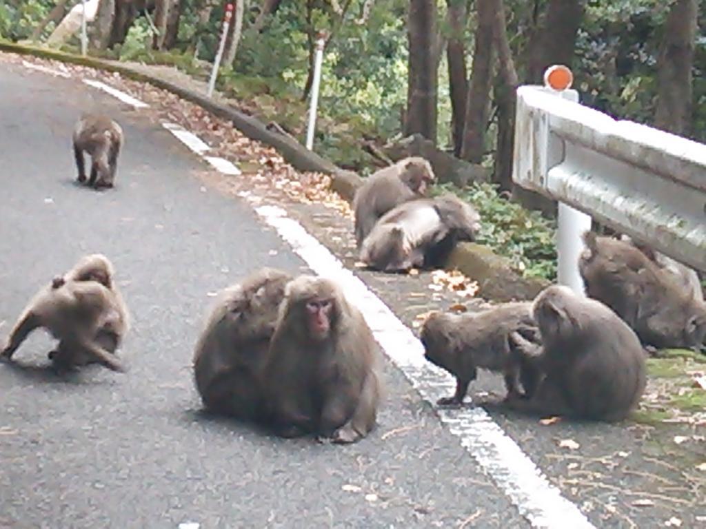 Daichan House Yakushima  Ngoại thất bức ảnh